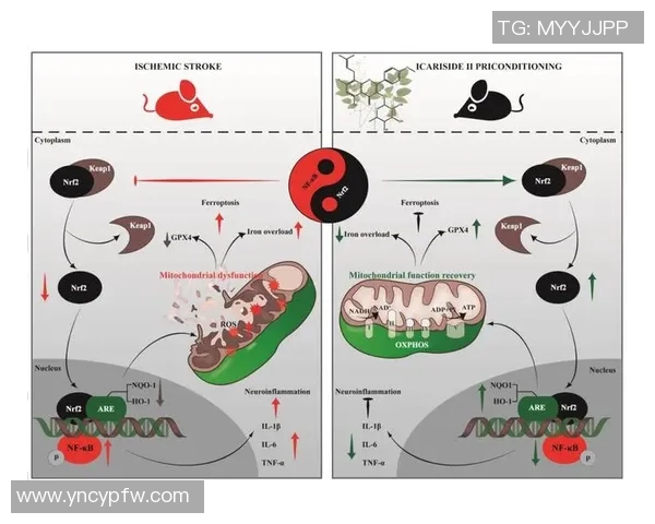 Zika病毒下的鳄鱼抗压能力研究揭示其生存智慧与适应机制 Zika病毒下的鳄鱼抗压能力研究揭示其生存智慧与适应机制